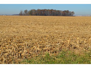 Tract 1 - FARMLAND AUCTION - 165.5+/- ACRES OFFERED IN 5 TRACTS OR COMBINATIONS IN EAST ALLEN COUNTY